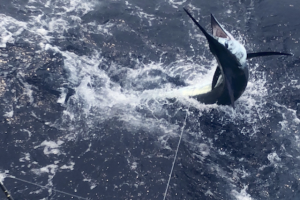 Lure Makers Challenge Results – 2018 Winning Fish in the 2018 Lure Makers Challenge for the “Five Star” Team